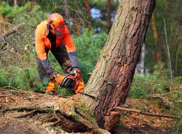 Mulching Services in Lafayette, CA